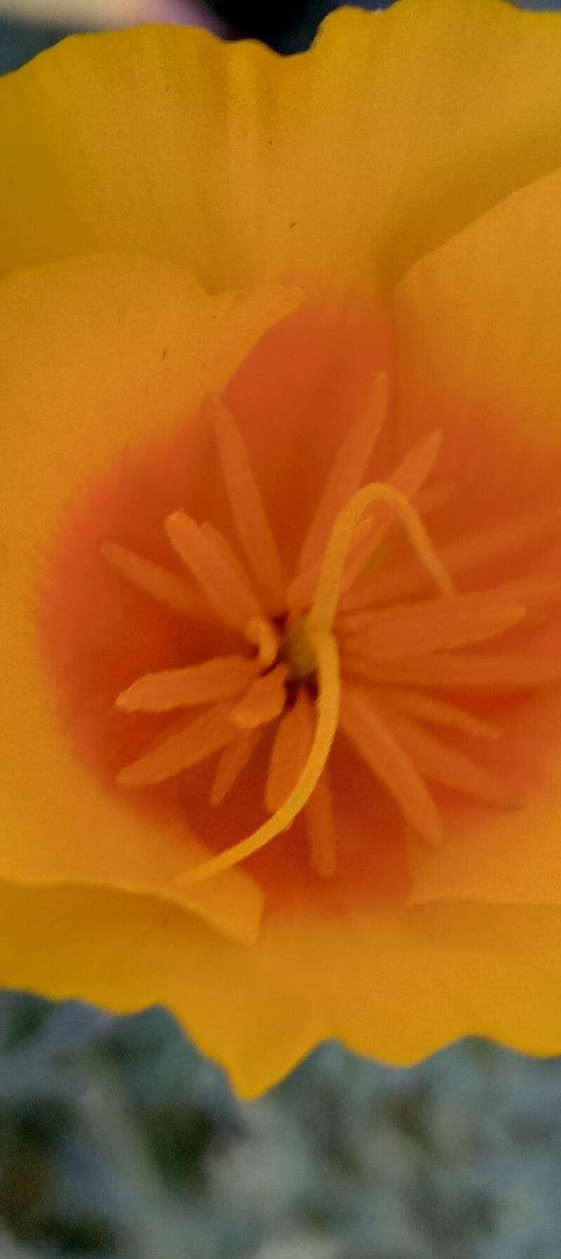 Kalifornischer Mohn 27