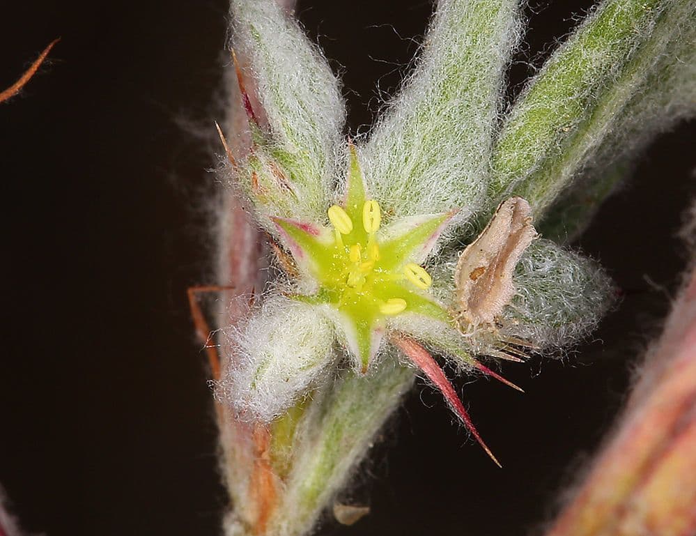 Hollisteria lanata 5