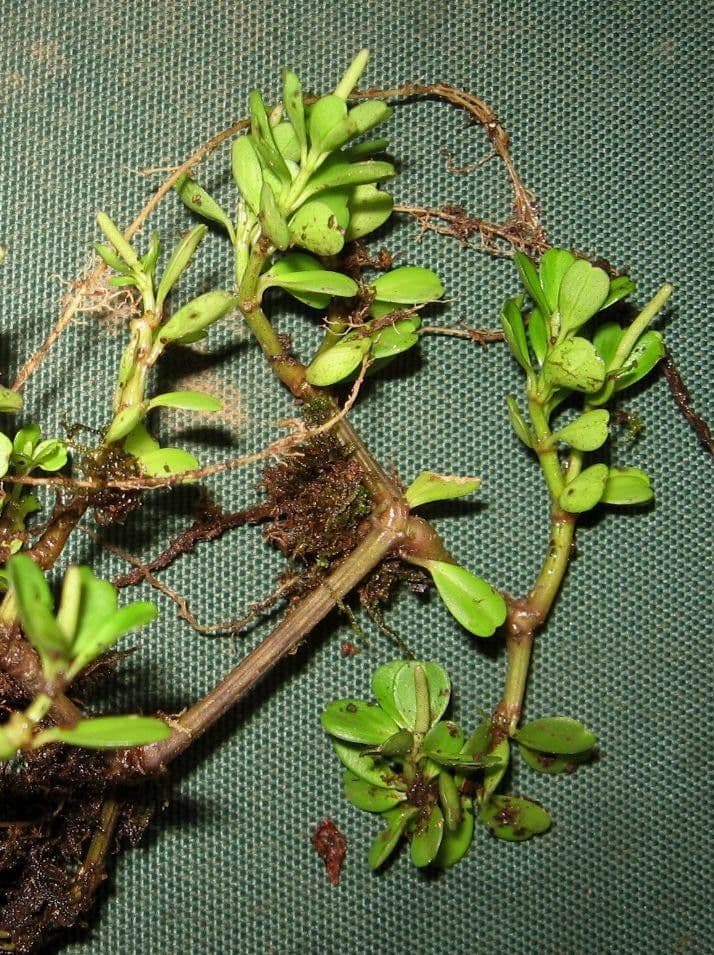 Peperomia štvorlistá 4