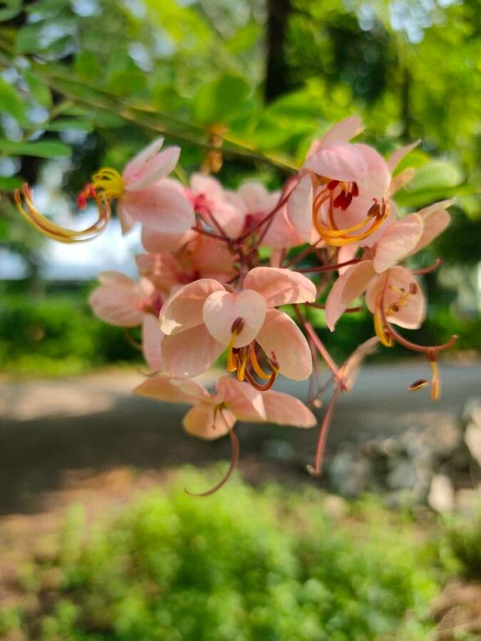 Cassia de Java 9
