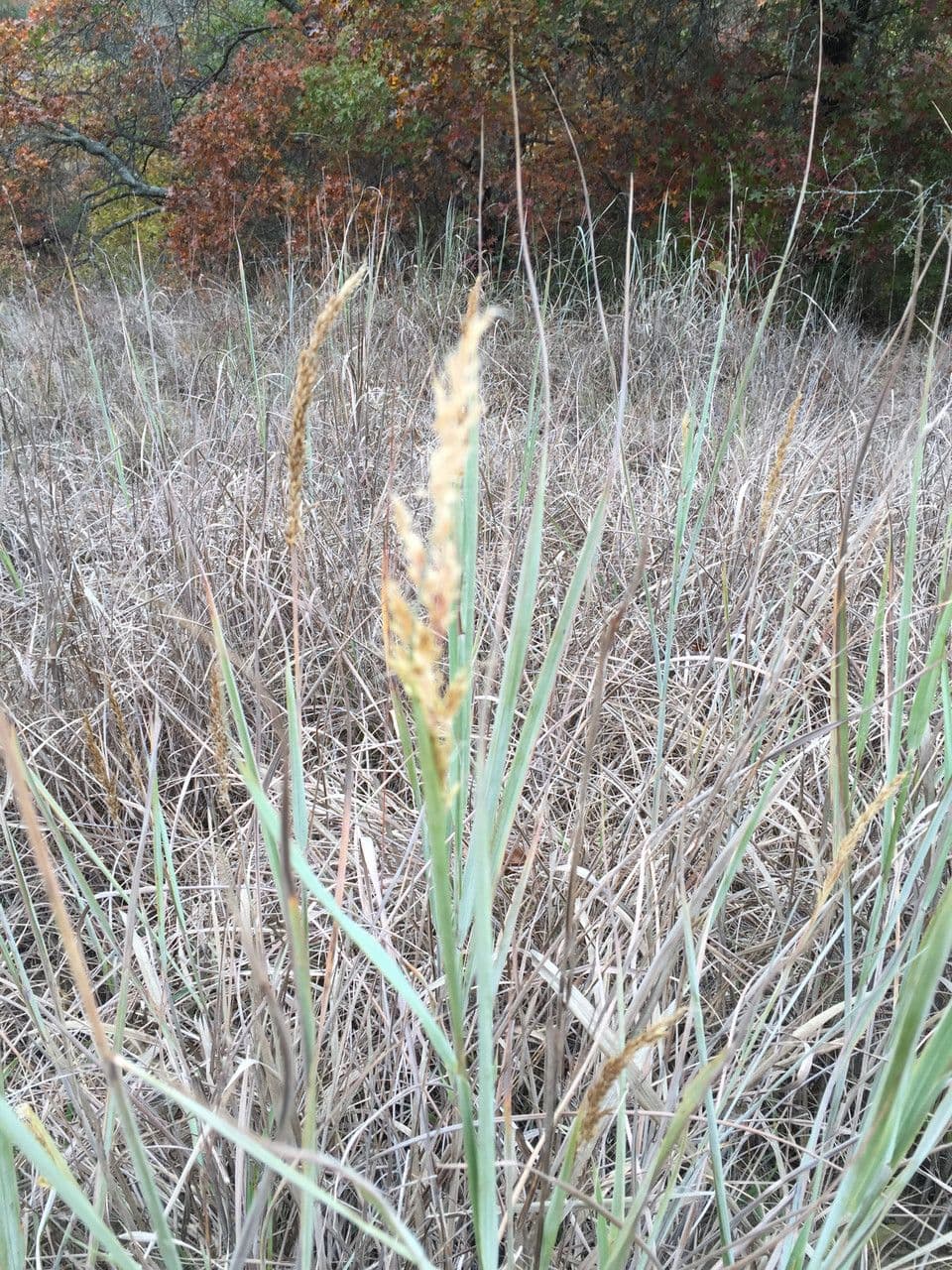 Sorghastrum nutans 15