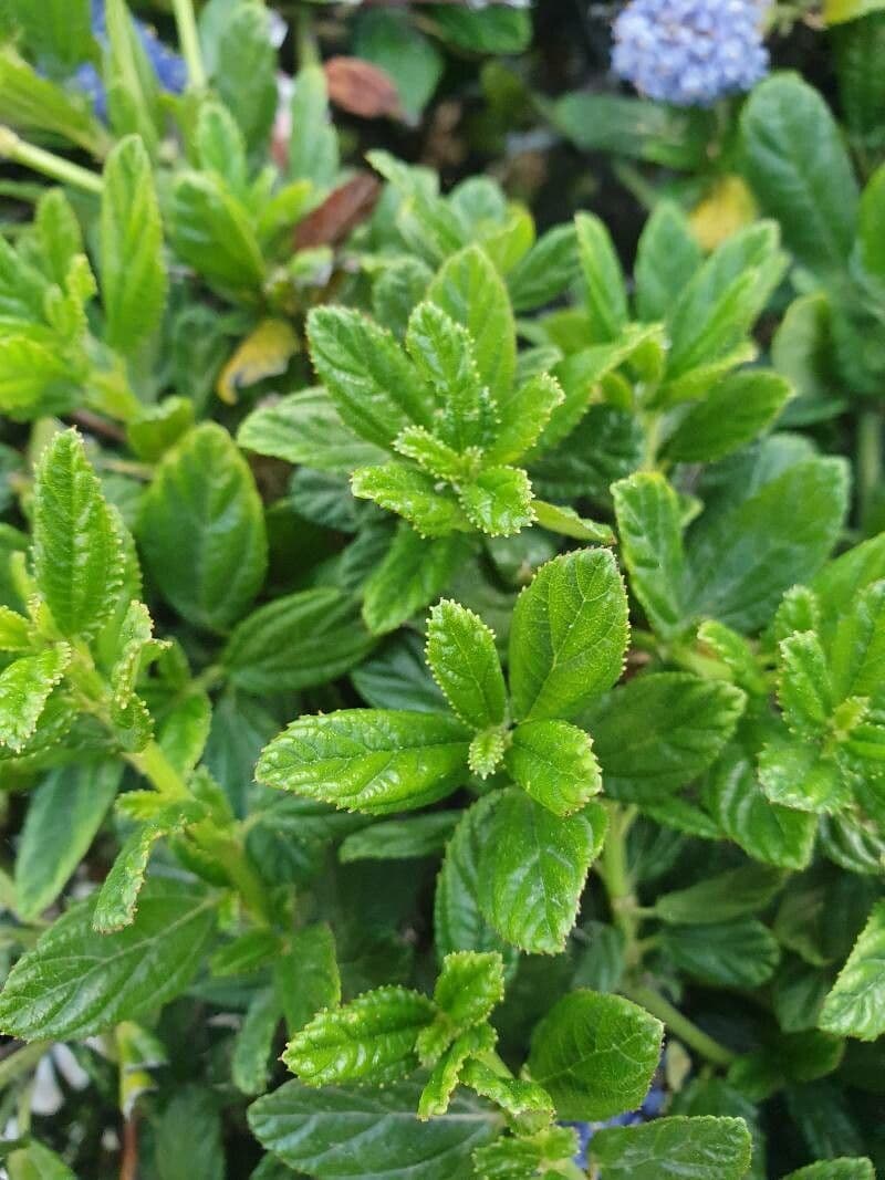 Ceanothus thyrsiflorus 20
