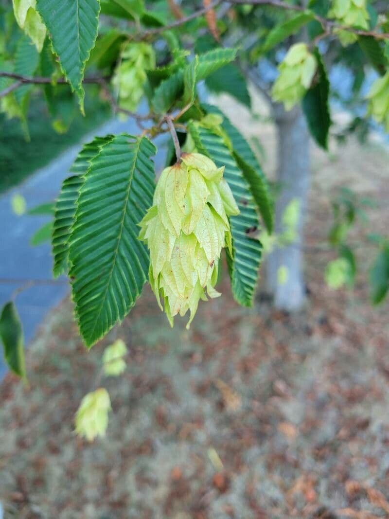 Carpinus japonica 8