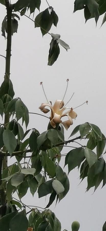 Pochote 5
