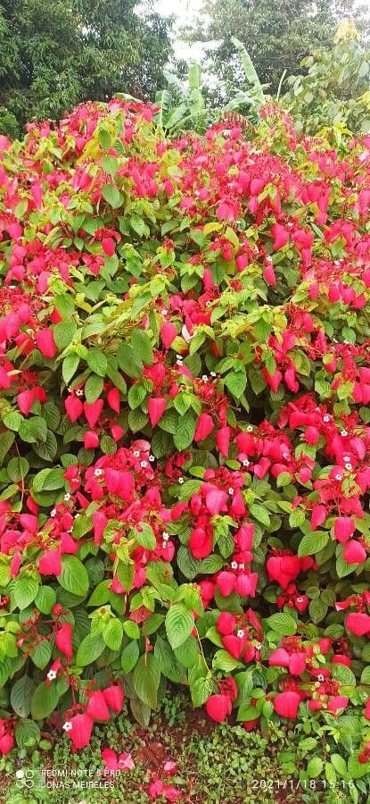 Mussaenda erythrophylla 10