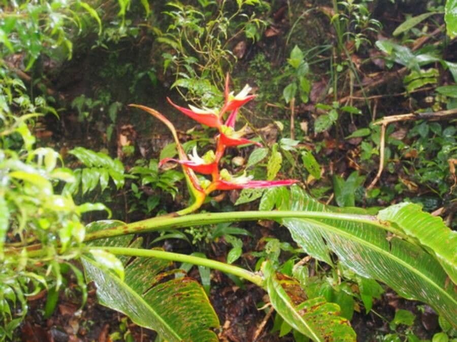 Heliconia 9