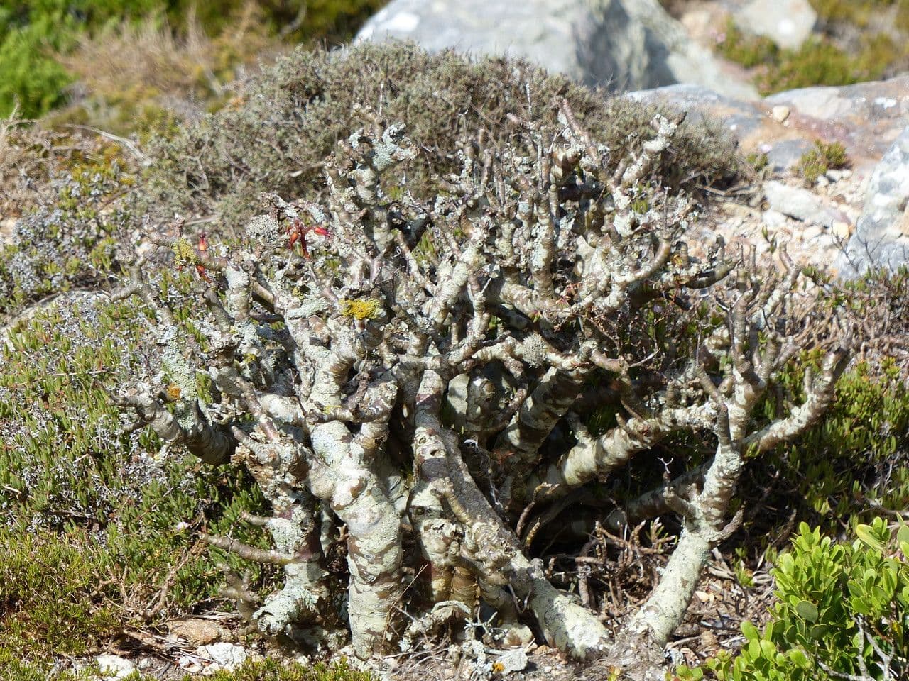 Tylecodon 17
