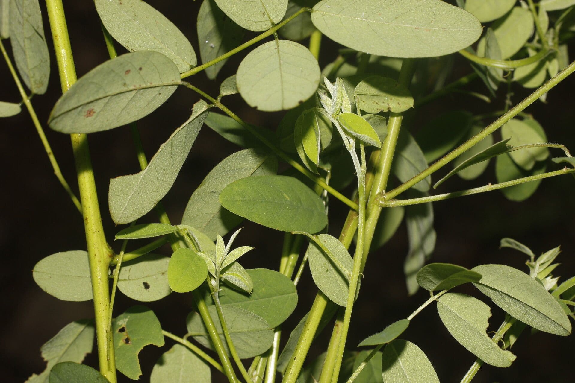 Indigofera 4