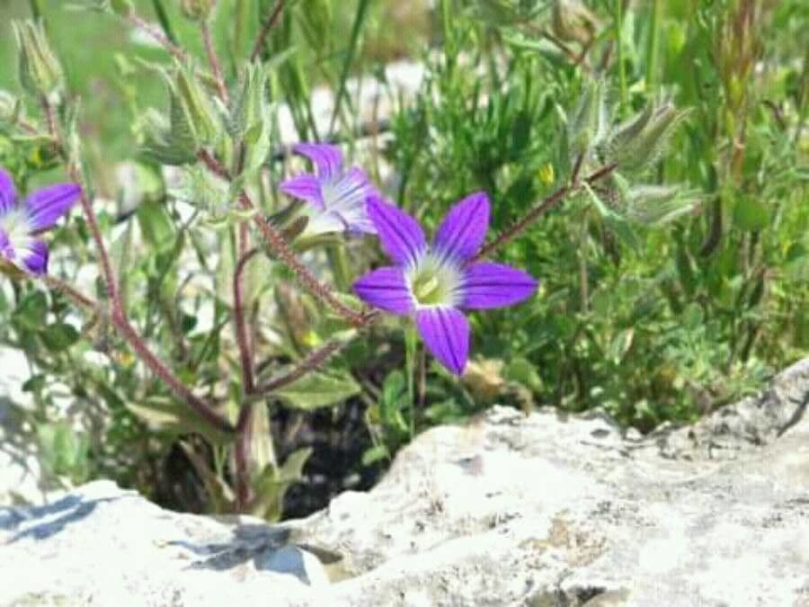 Jerusalemer Glockenblume