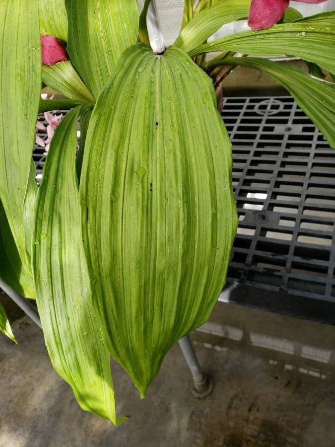 Lycaste 7
