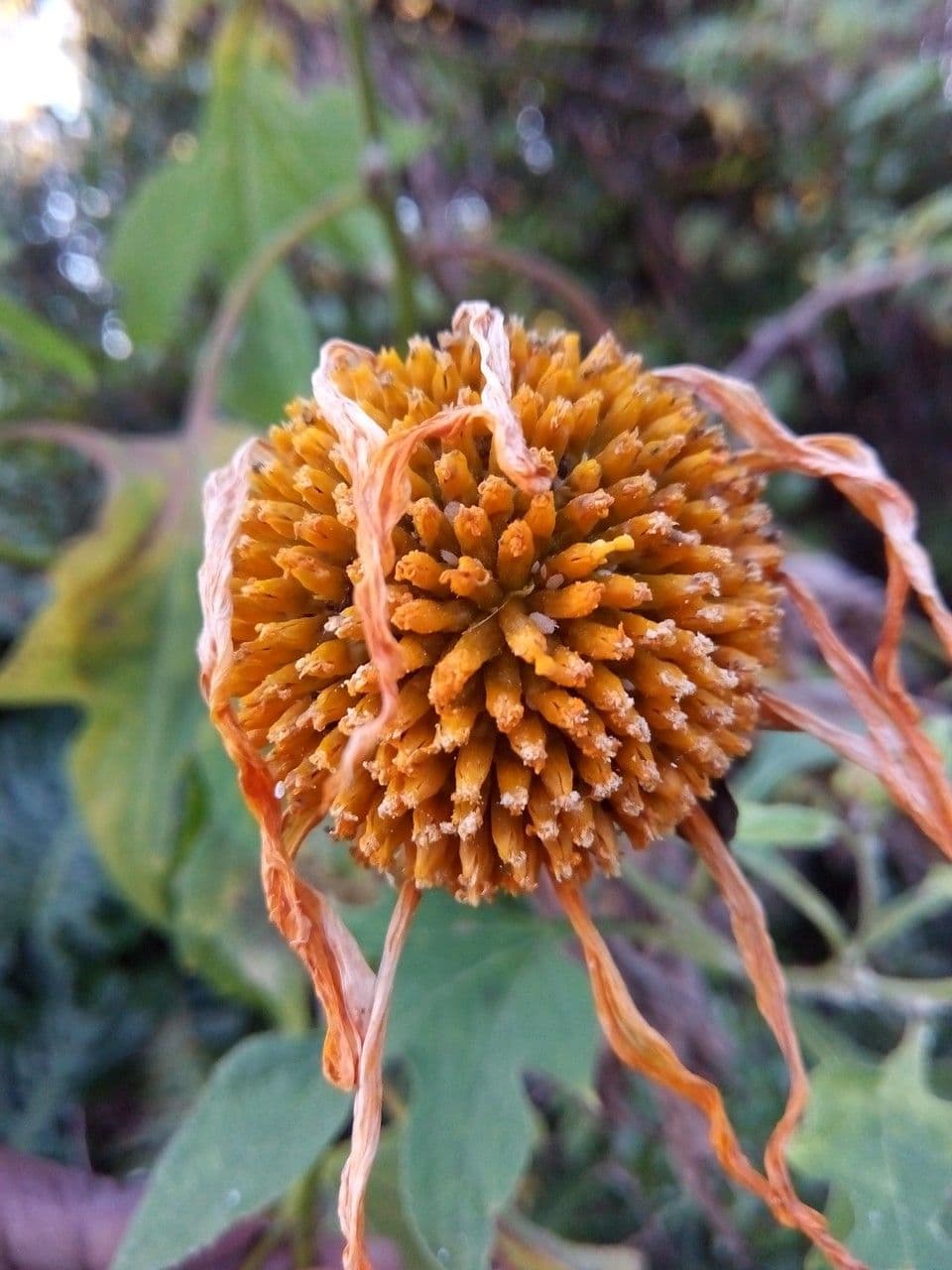 Tithonia diversifolia 3