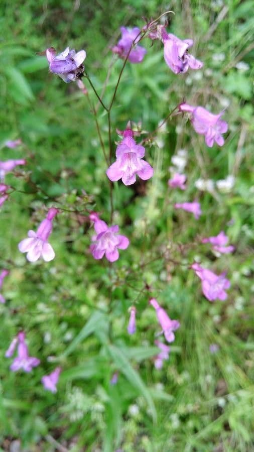 Scharfblättrige Bartblume 2