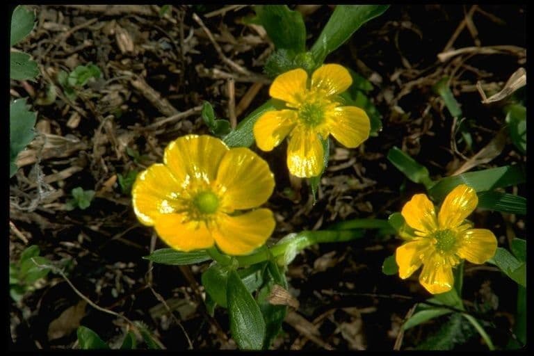 Ranunculus inamoenus