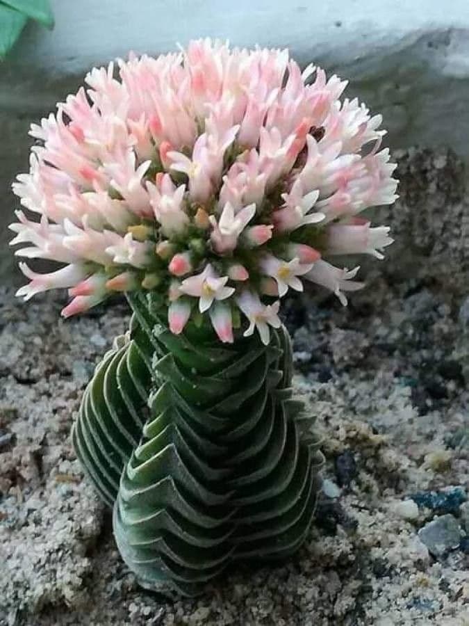 Crassula 9