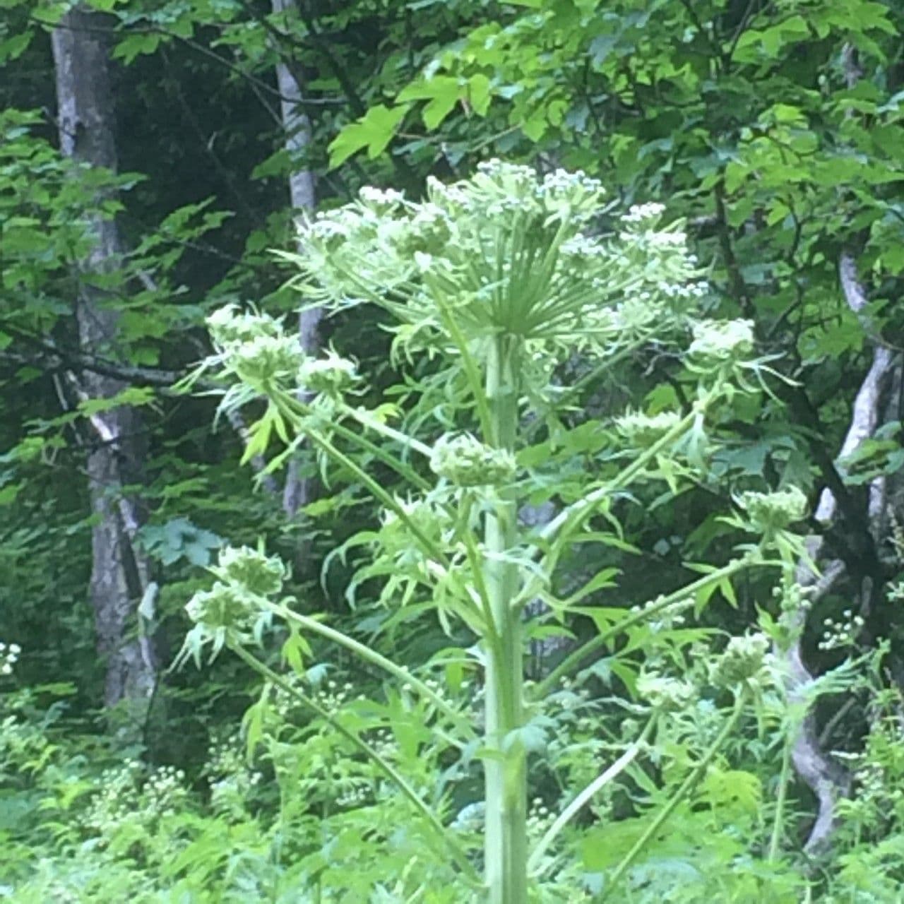 Pleurospermum austriaco 6