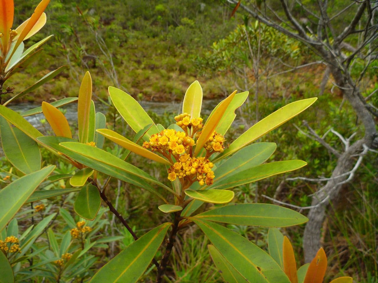 Tristaniopsis 17