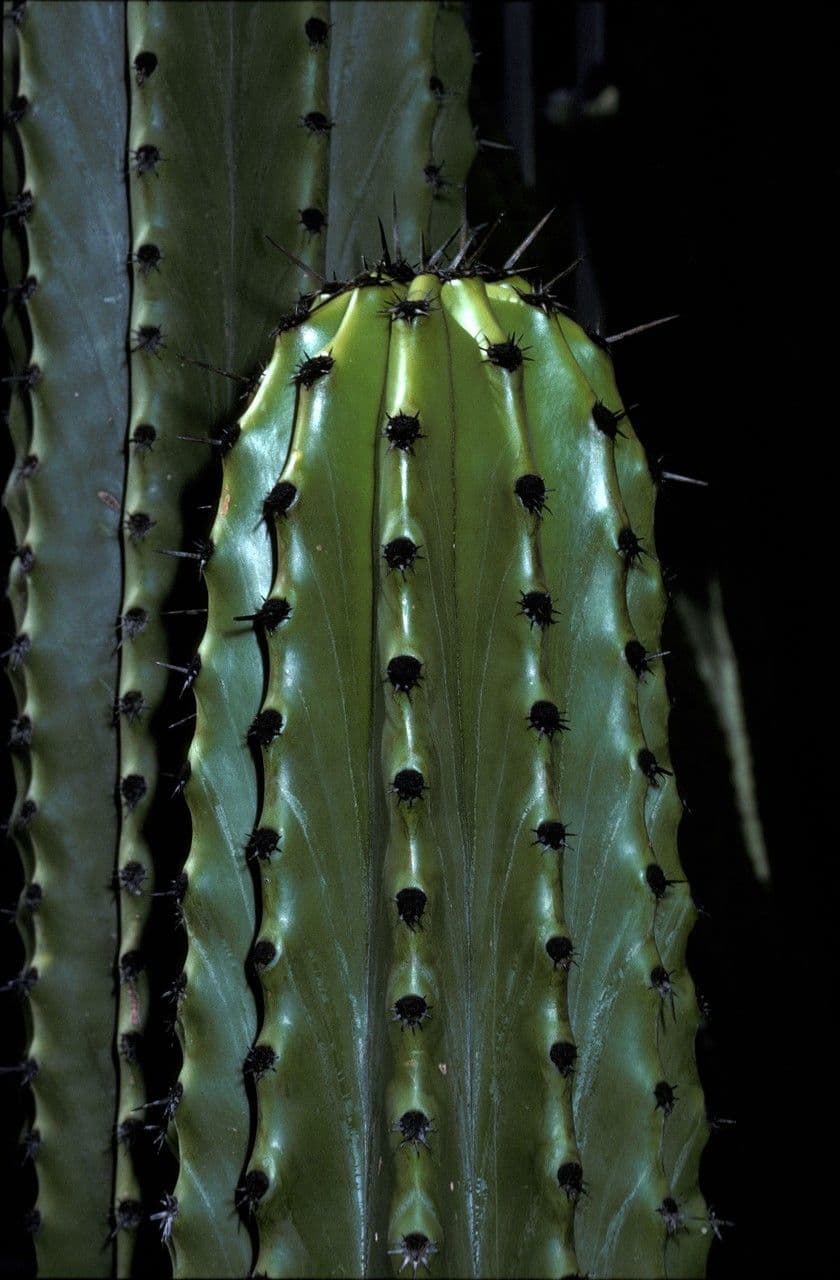 Stenocereus