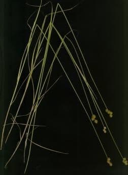 Carex molesta 2