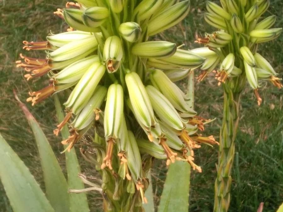 Aloe divá 5