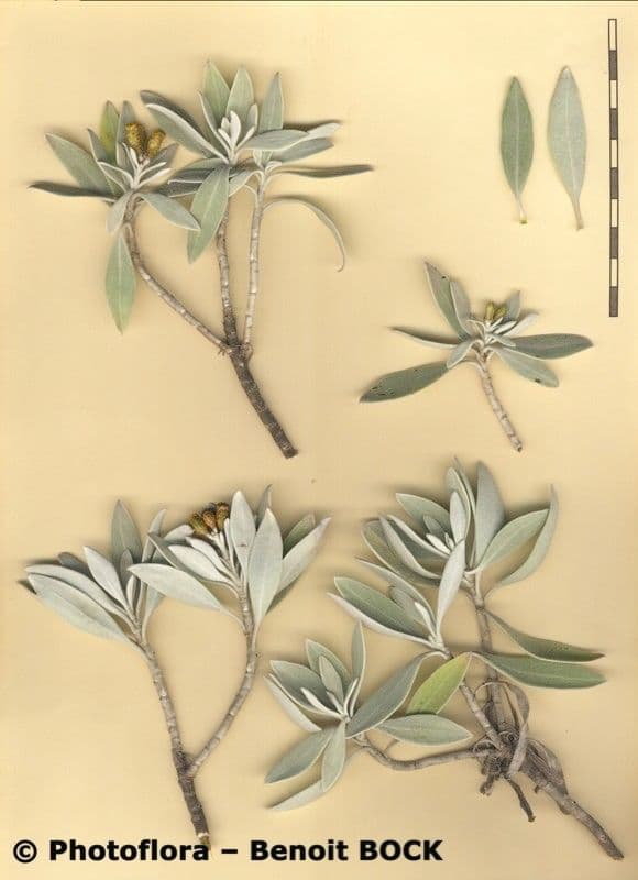 Elicriso 18