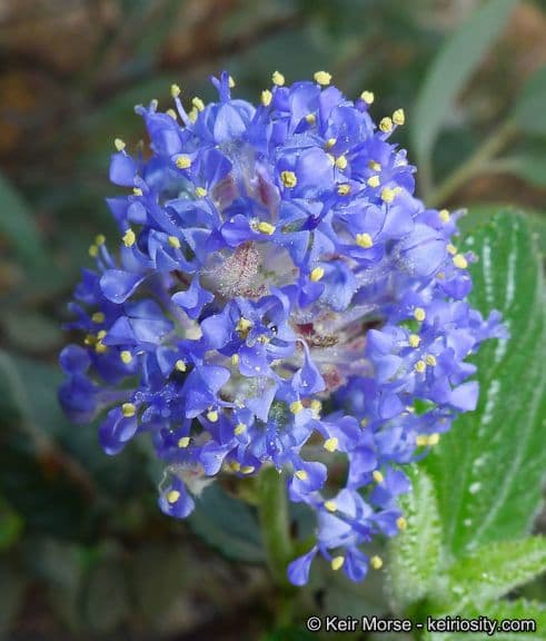 Behaarter Ceanothus 3