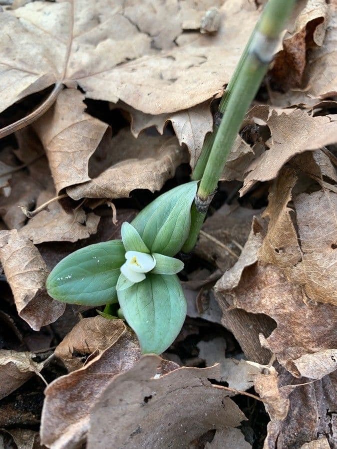 Trillium nivale