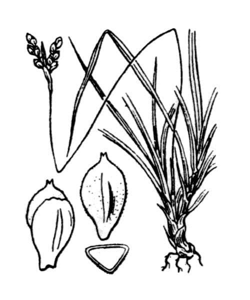 Vogelfuß-Segge 24
