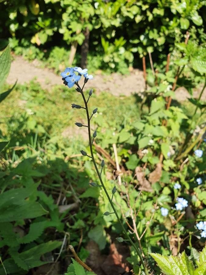 Miosotide delle selve 29