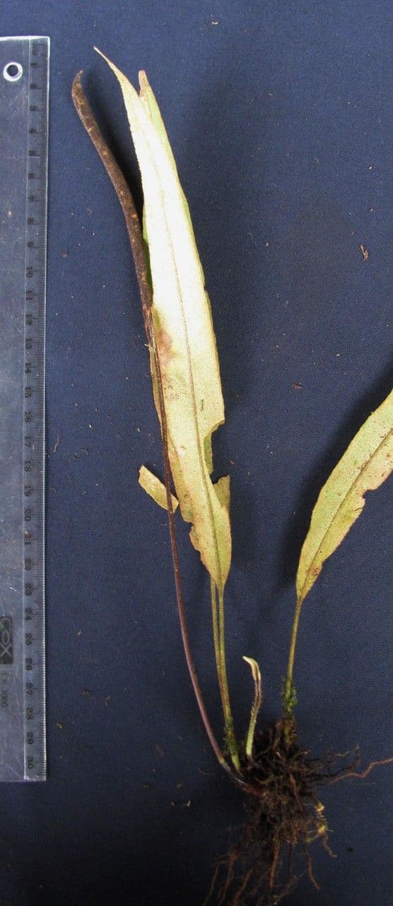 Elaphoglossum 4