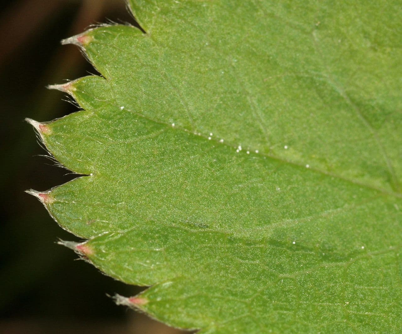 Alchemilla glabra 21