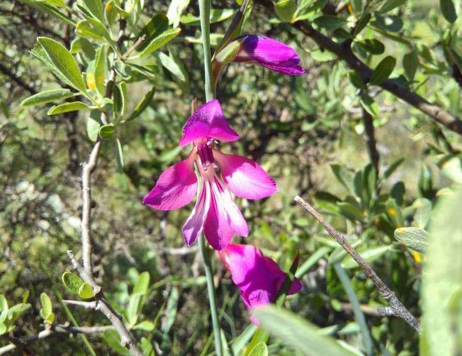 Illyrische Gladiole 17