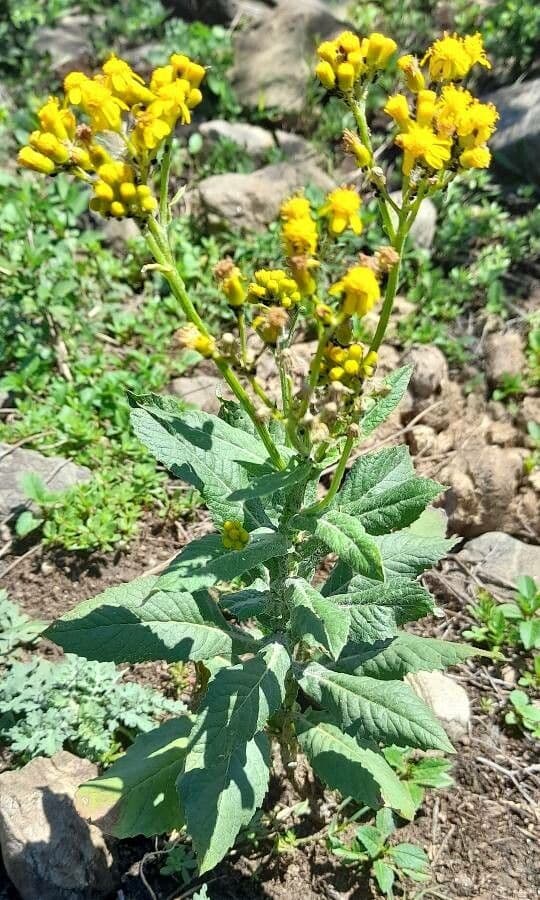 Senecione 2