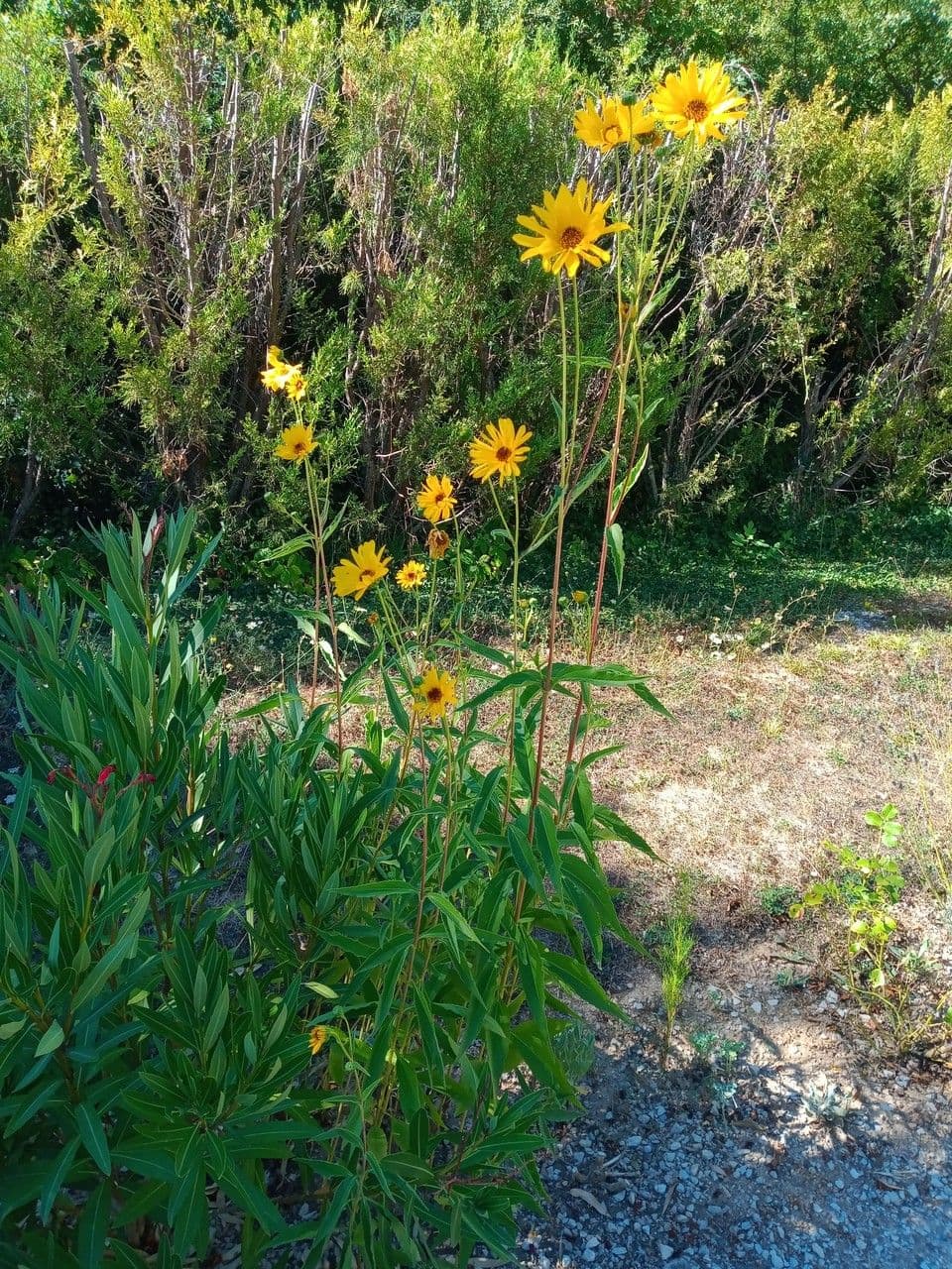 Girasole pauciflora 10