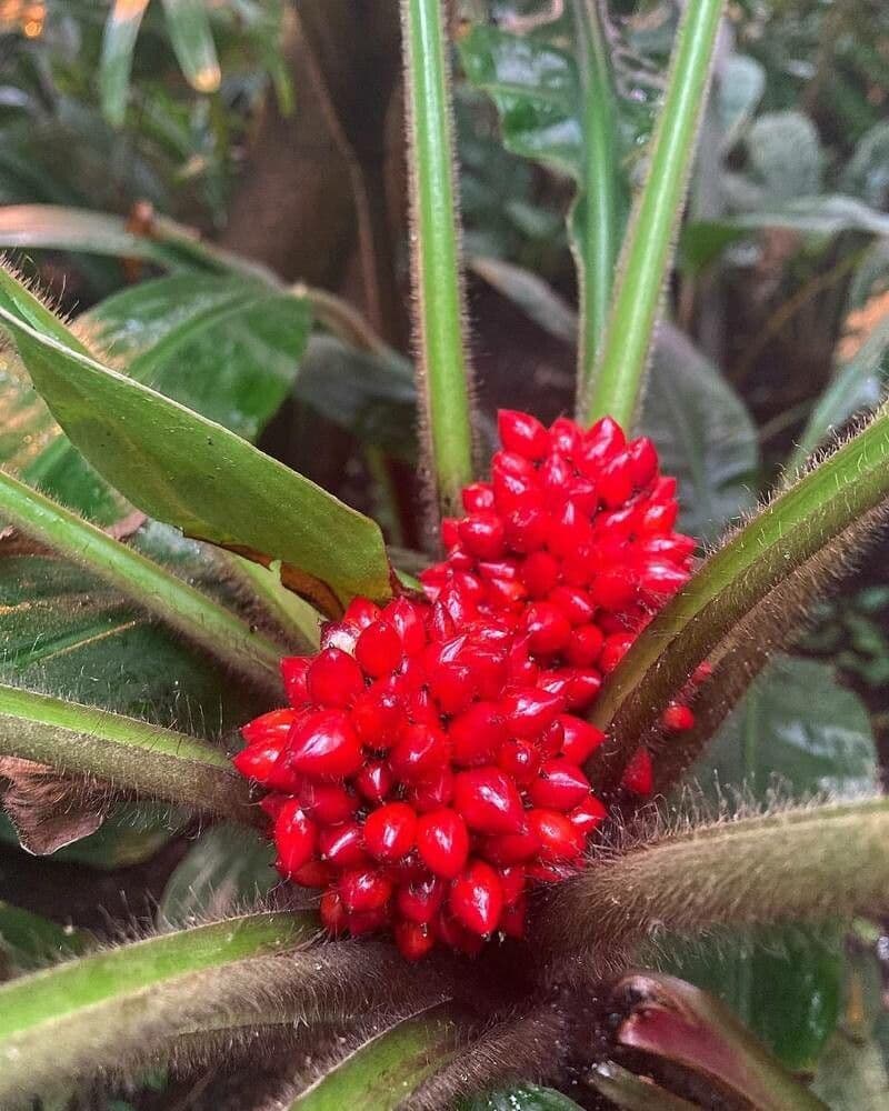 Palisota