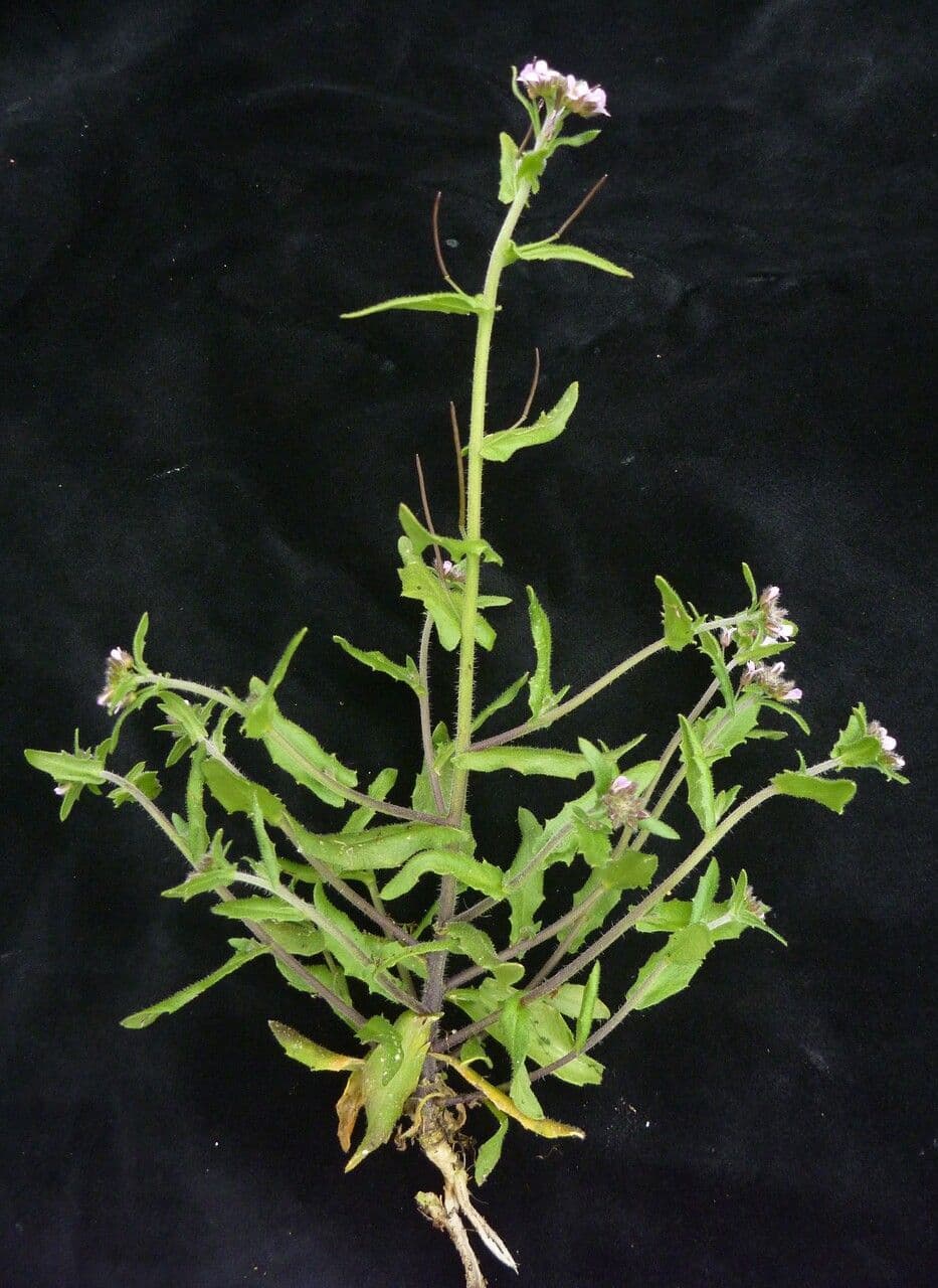 Crucihimalaya 6
