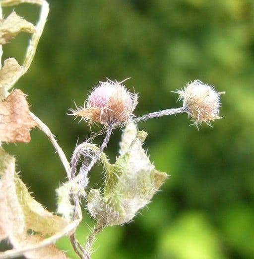 Kleiner Hainschliff 2