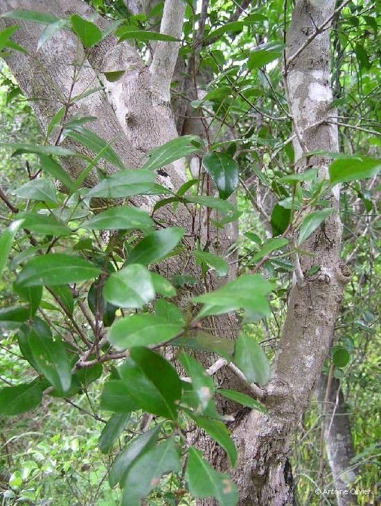 Pleurostylia 7
