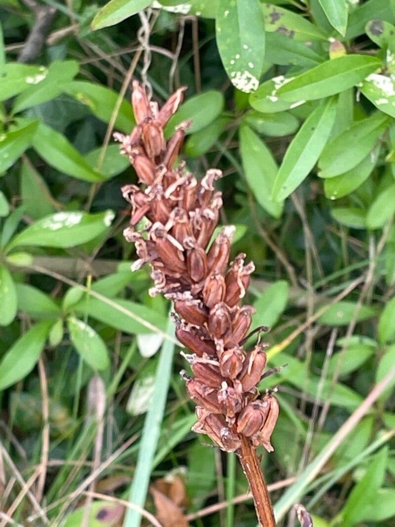 Orchidea di Fuchs 2