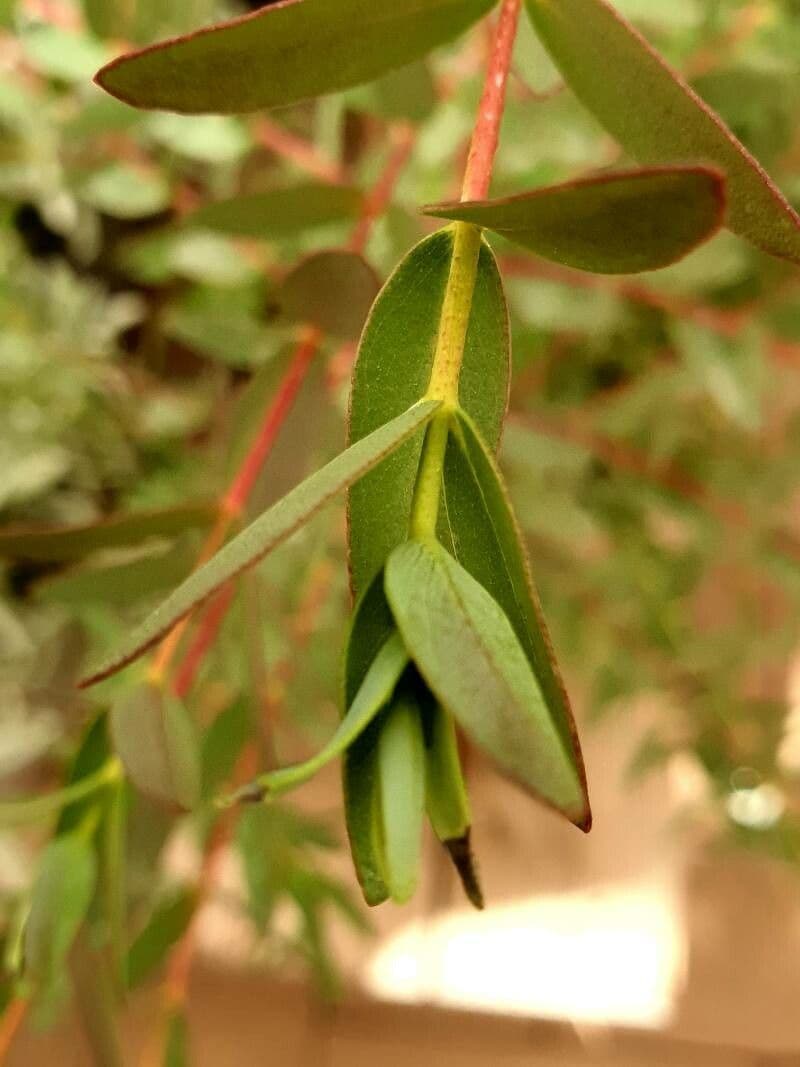 Wachs-Eukalyptus 4