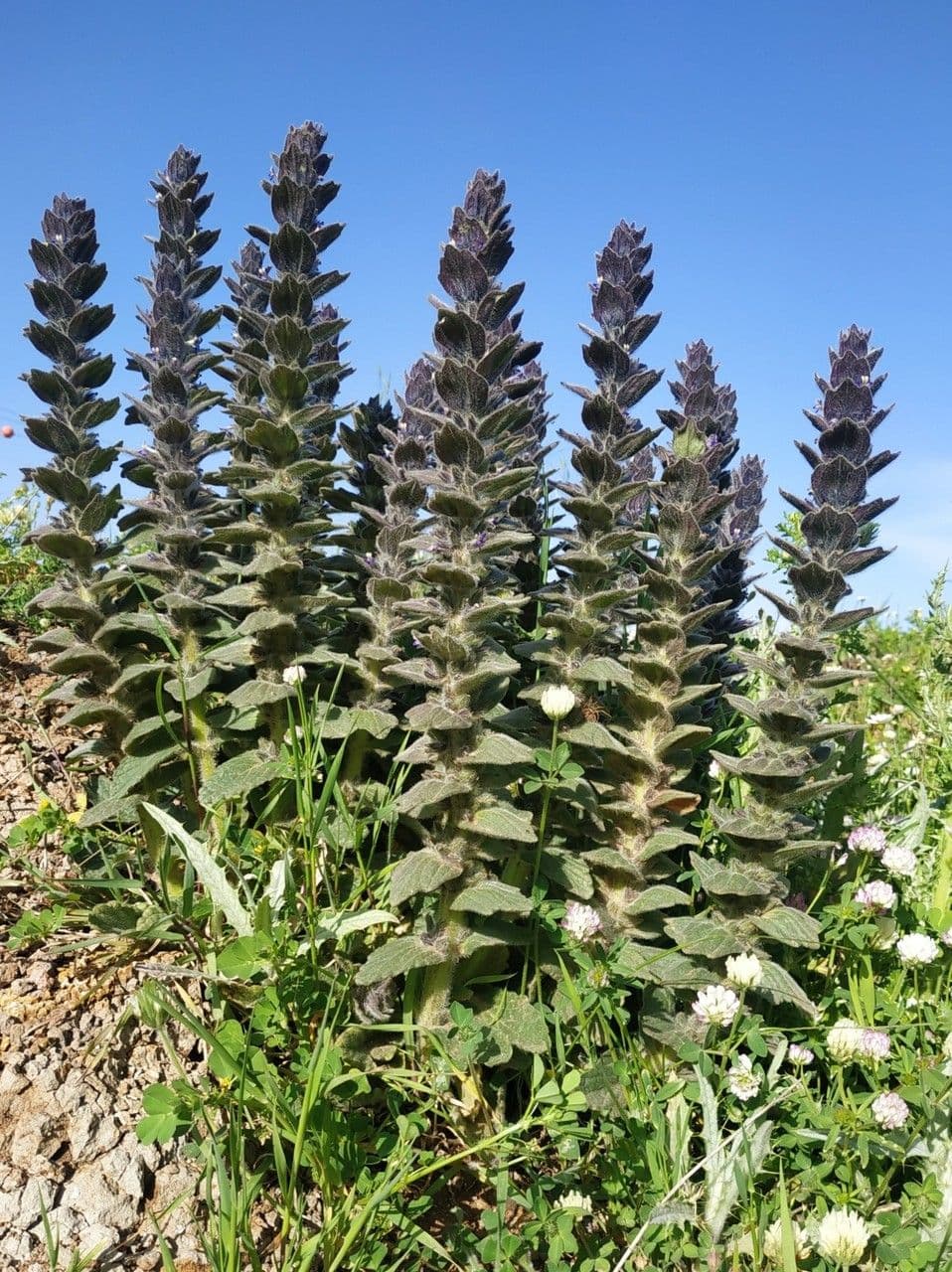Ajuga orientalis 14