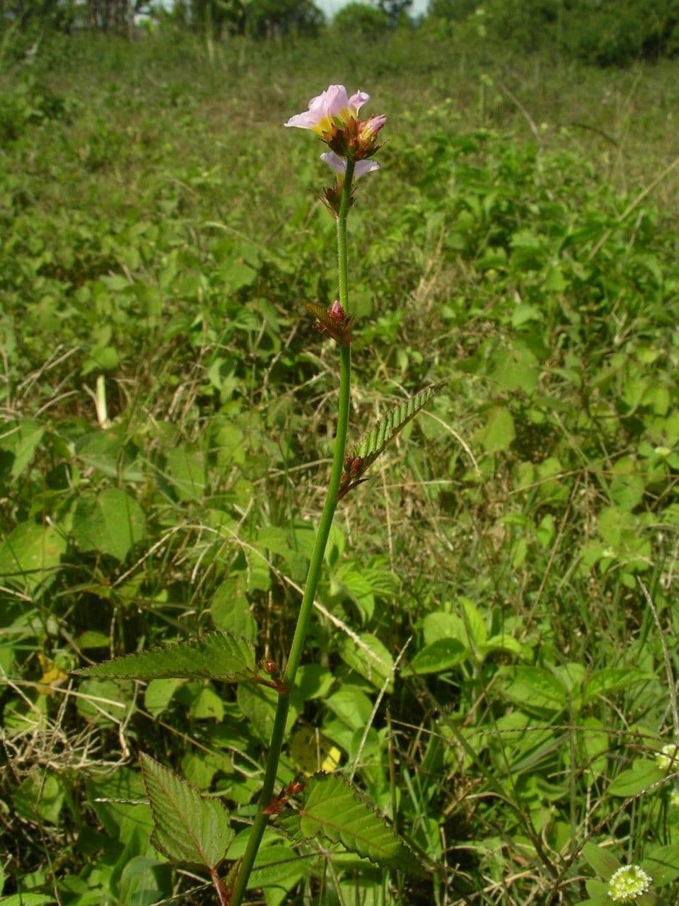 Pyramidenblume 12
