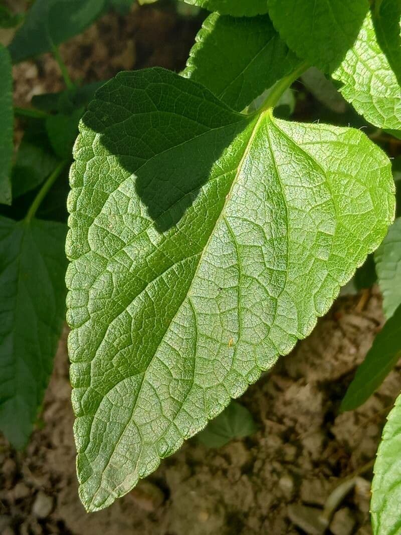 Salvia scarlatta 15