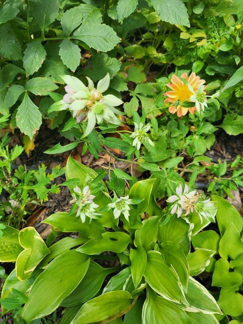 Gefleckte Monarde 21