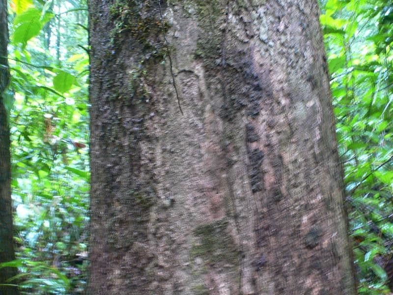 Erisma 3
