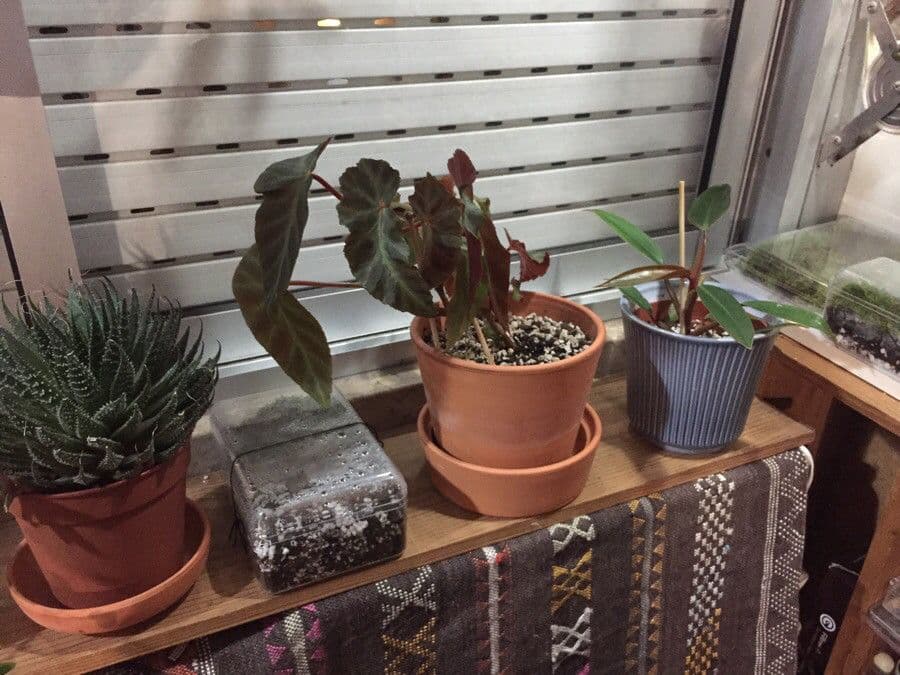 Begonia stipulata