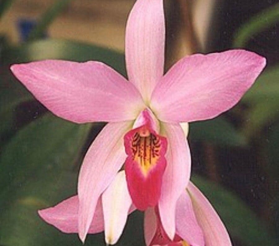 Orchidea 4