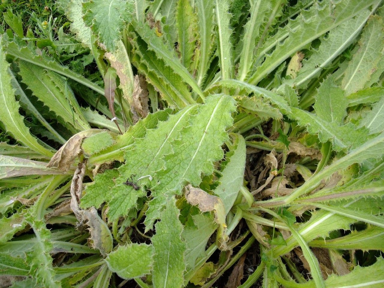 Berkheya purpurea 16