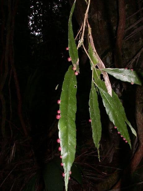 Pseudorhipsalis 5