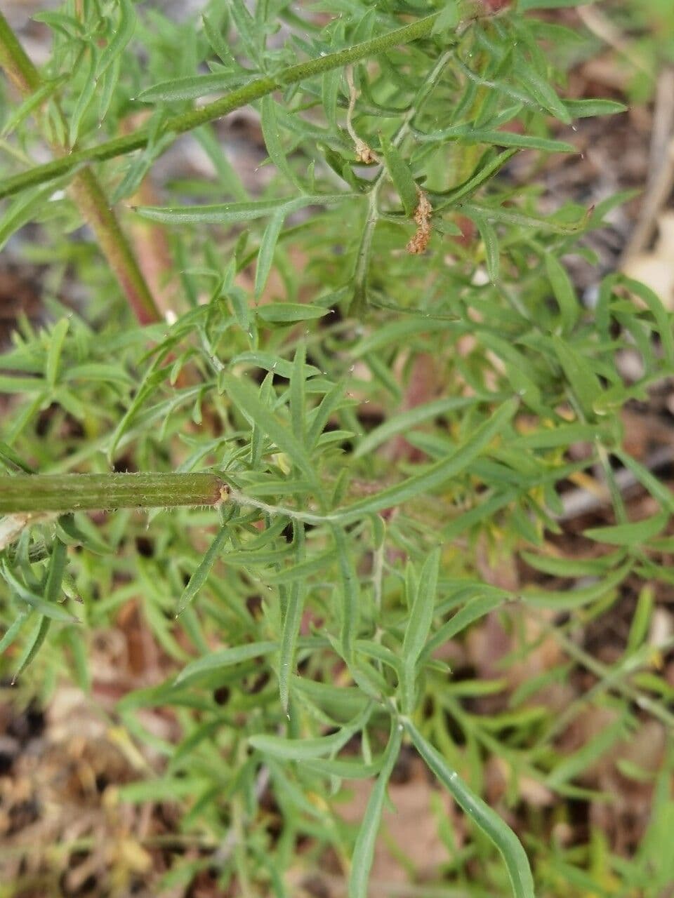 Centaurea 7