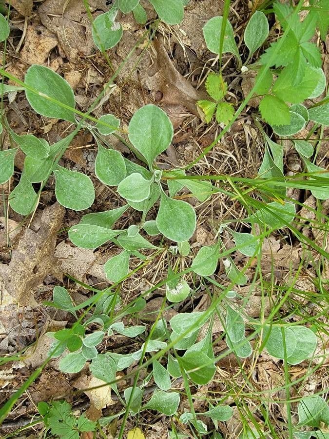 Antennaria de hoja de llantén 19